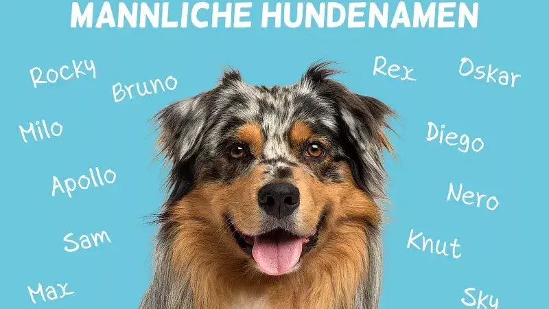 Die Bedeutung von Hundenamen